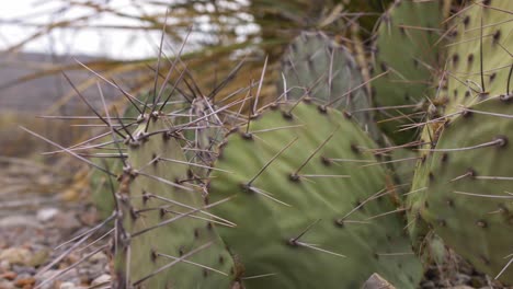 extreme macro close up slider on prickly pear cactus thorns 4k left to right