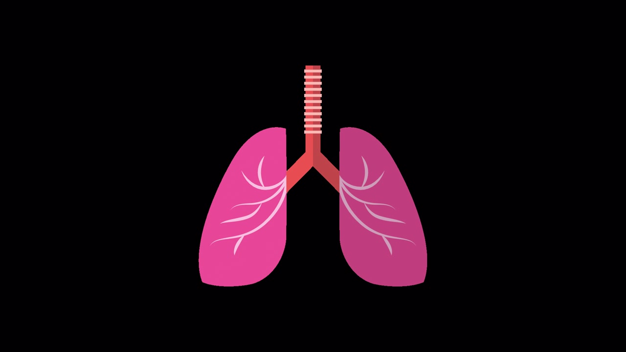 Illustrazione medica di polmoni umani con animazione respiratoria