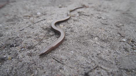 focused close-up of a slow worm crawling along the ground towards the camera