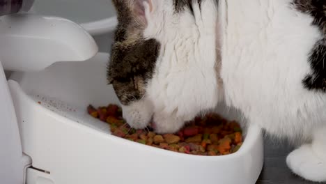 cat eats on food bowl