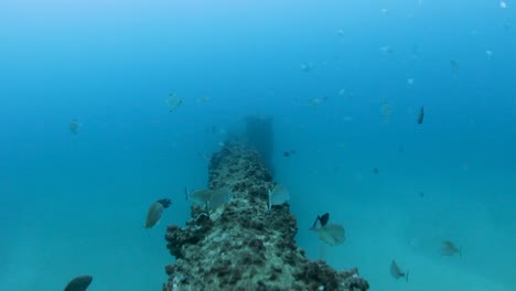 siguiendo una tubería submarina mientras bucea en el océano