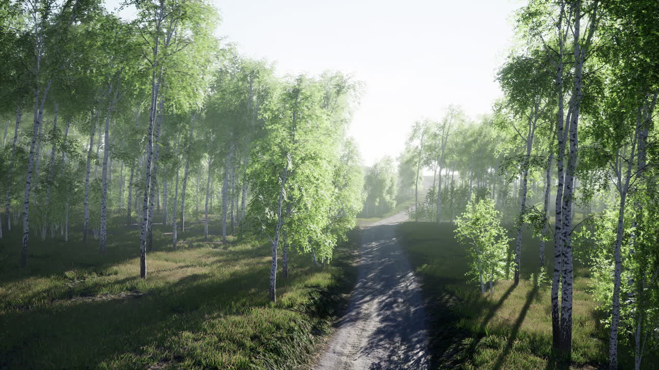 여름 숲을 가로질러  ⁇ 은 길