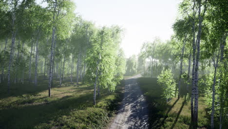 dirty-road-through-summer-forest