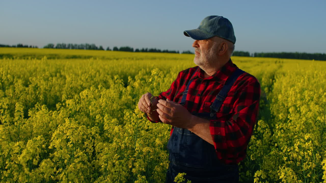 Anziano agricoltore che esamina fiori di colza in un campo giallo