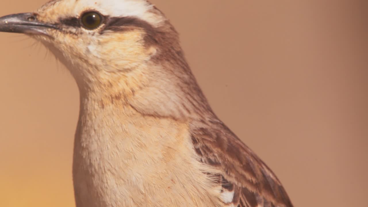 Portrait of a Chalk Browed Mocking Bird it looks around showing its blowing feathers