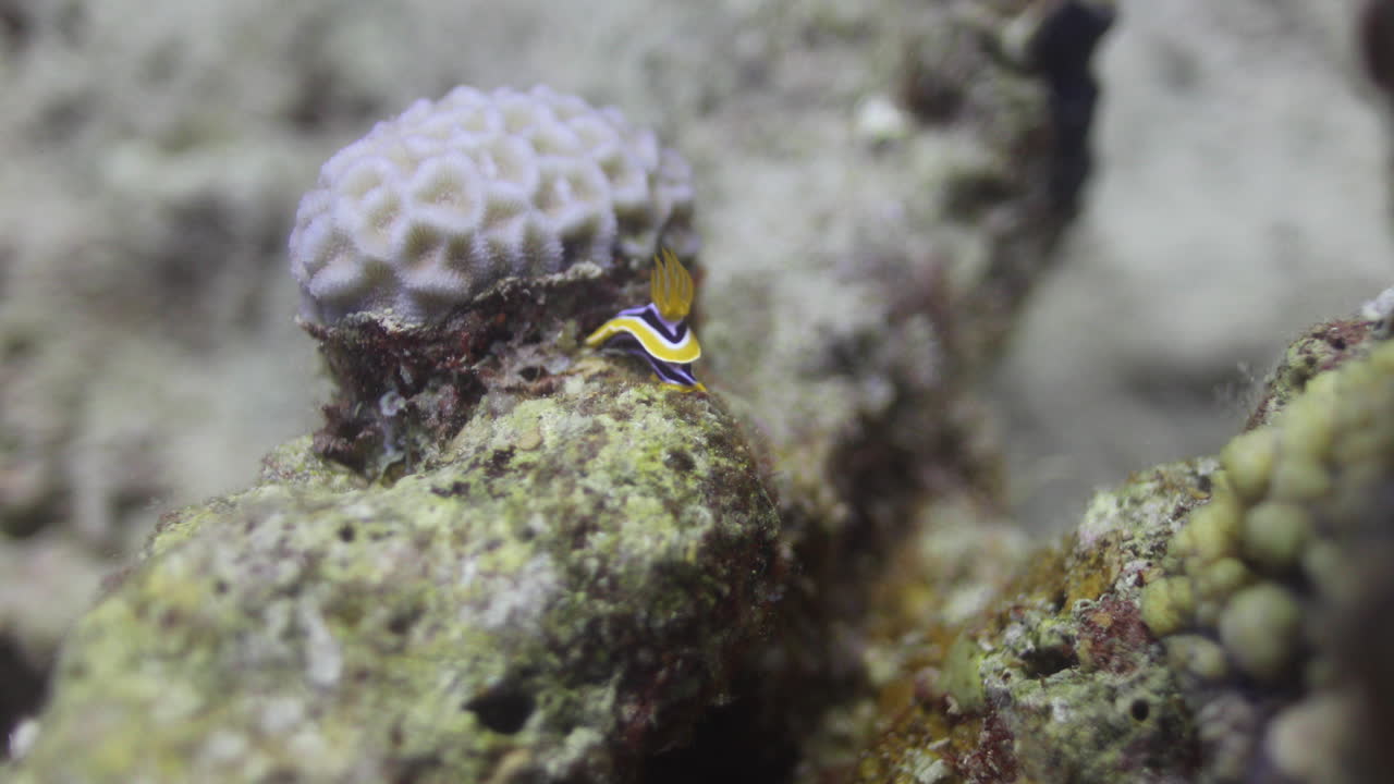 nudibranque escondiendo entre el arrecife de coral del mar rojo de egipto tiro en 4k