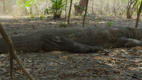 komodo dragon lying on the ground