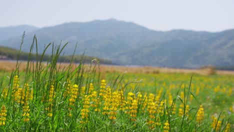 spring lupine swaying in the wind