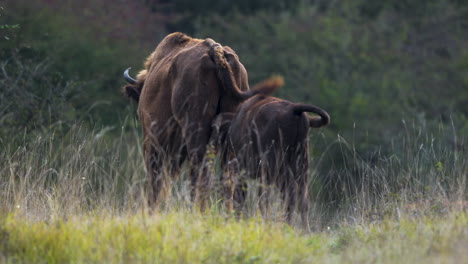 bisonte europeo bonasus ternero amamantando a su madre,pastizales,chequia