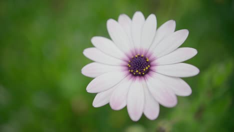 Eine-Große-Nahaufnahme-Auf-Chrysantheme