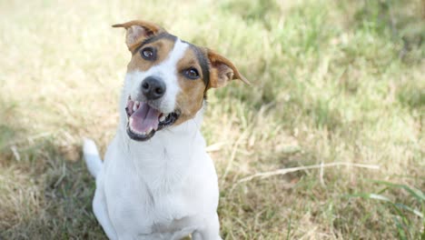 dog on the grass