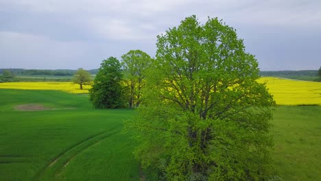 aerial flyover blooming rapeseed field, flying over lush yellow canola flowers, landscape with high fresh green oak trees, overcast day, wide ascending drone shot moving forward