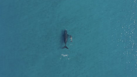 Whale-mother-with-baby-calf-swimming-in-blue-ocean