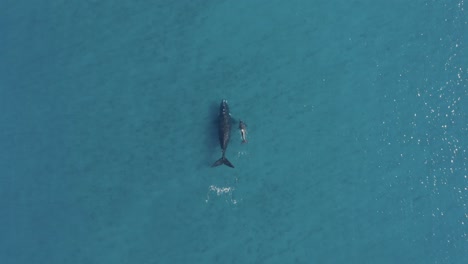 whale mother with baby calf swimming in blue ocean