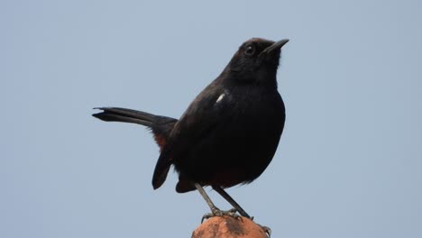 indian black robin bird in house