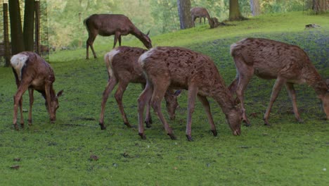 a herd of deer grazing in natural environment wildlife in cinematic style