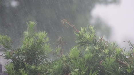 Lluvia-Fuerte-Cae-Sobre-Los-Arbustos-De-Podocarpus