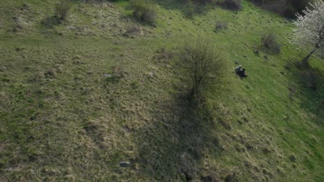 Un-Dron-Rodea-El-árbol-En-Una-Toma-Tambaleante,-Revelando-Personas-Y-Perros-Disfrutando-De-Una-Impresionante-Vista-Del-Tatra-Inferior