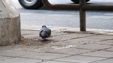 pigeons pecking and walking on a city pavement