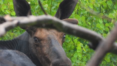 close up view of canadian moose without antlers standing in the rain, static