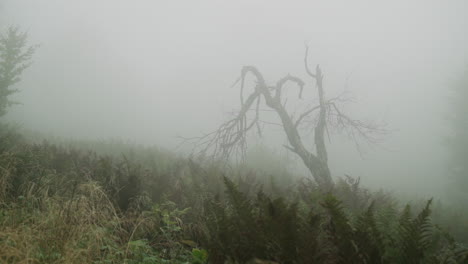 misty forest scene with dead tree