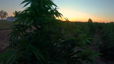 planta de cáñamo durante la puesta de sol baila en la brisa en un campo de otras plantas