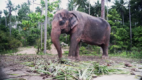 Asian-elephant-standing-in-jungle-clearing-and-grazing-on-palm-leaves