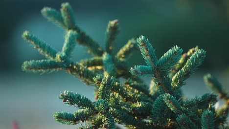 soft needles on the branches of the young pine tree