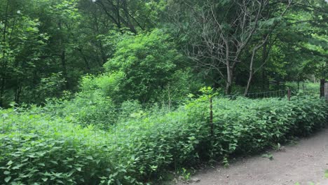 A-panning-shot-of-a-green,-lush,-isolated-forest-with-tall-and-spread-out-trees-along-with-a-gentle-breeze-carrying-around-catkins