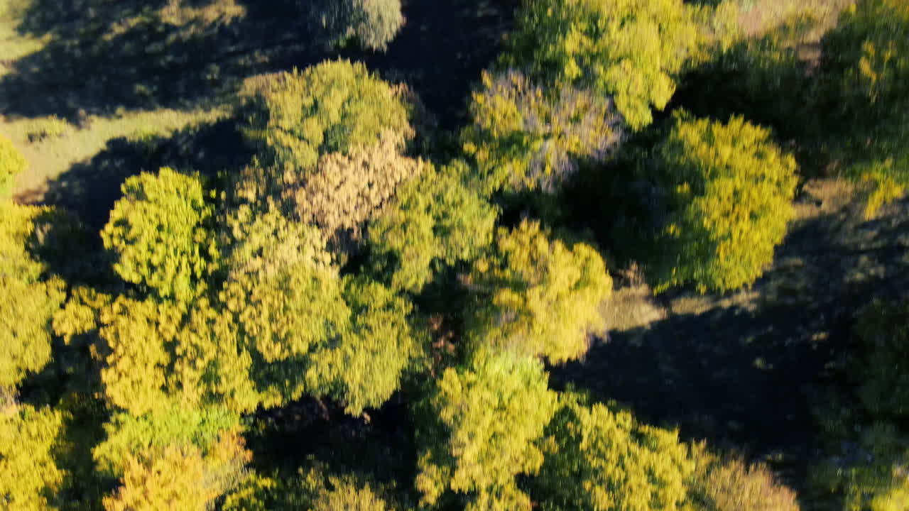 루마니아 4k의 밝은 숲 위를 날다