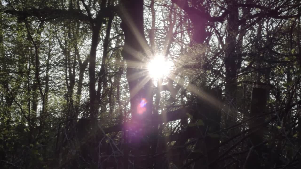 La luz del sol a través de los árboles