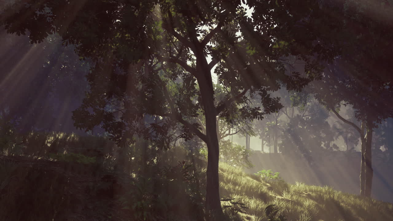 Sunlight streams through trees in a tranquil forest setting during the day