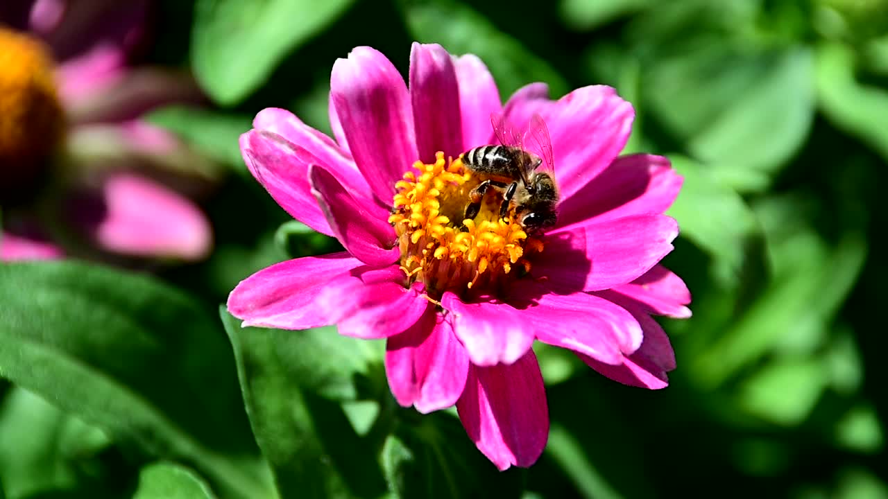 abeja recogiendo polen de la flor