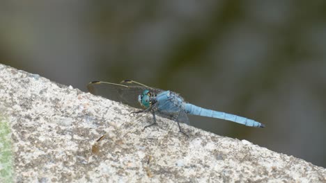 libélula azul encaramada en una pared de hormigón y girando la cabeza - primer plano