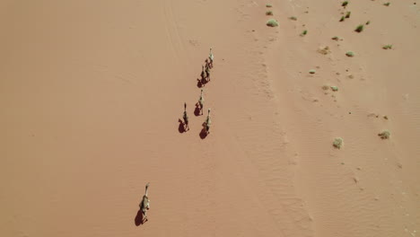 Top-View-Of-Wild-Camels-In-The-Desert-Of-Djanet-In-Algeria---drone-shot