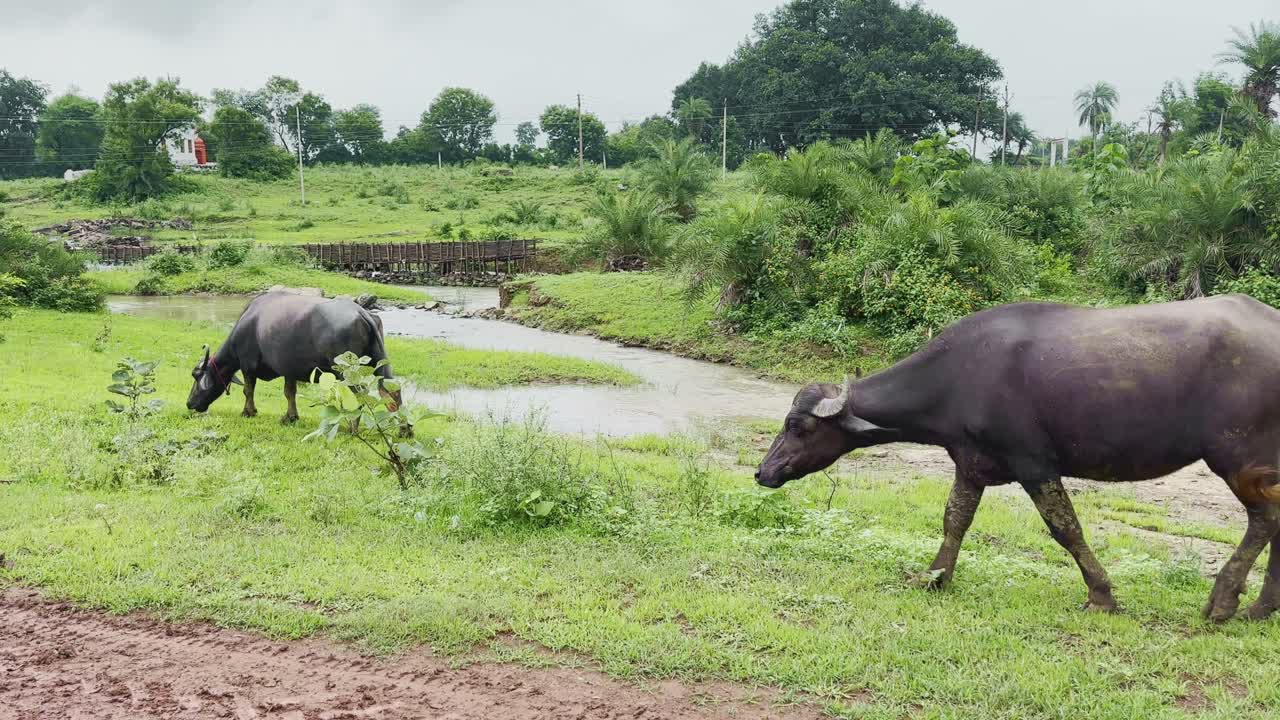 Static shot of a rural landscape where a black water buffalo peacefully grazes on lush green grass next a small river. The tranquil scene is set amidst verdant fields dotted with trees and shrubs