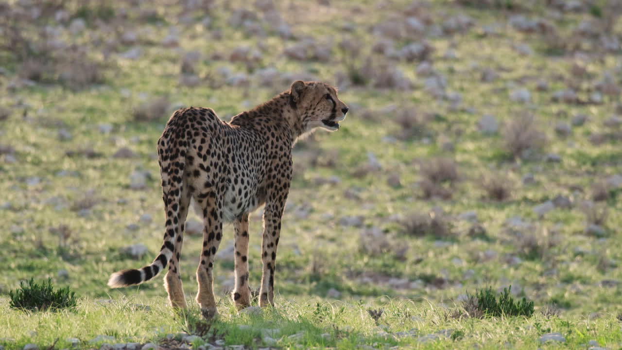 cheetah de pie en el campo de hierba - toma amplia