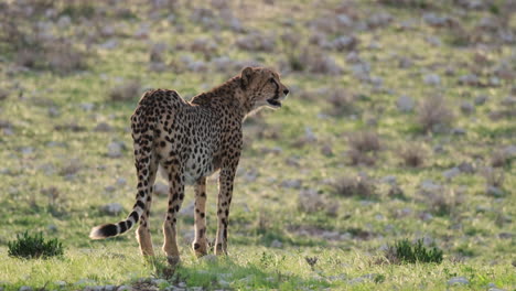 Cheetah-Standing-On-The-Grass-Field---Wide-Shot