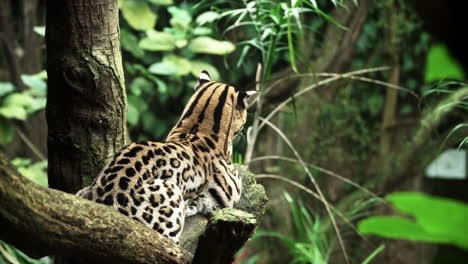 gato pez sentado en el bosque