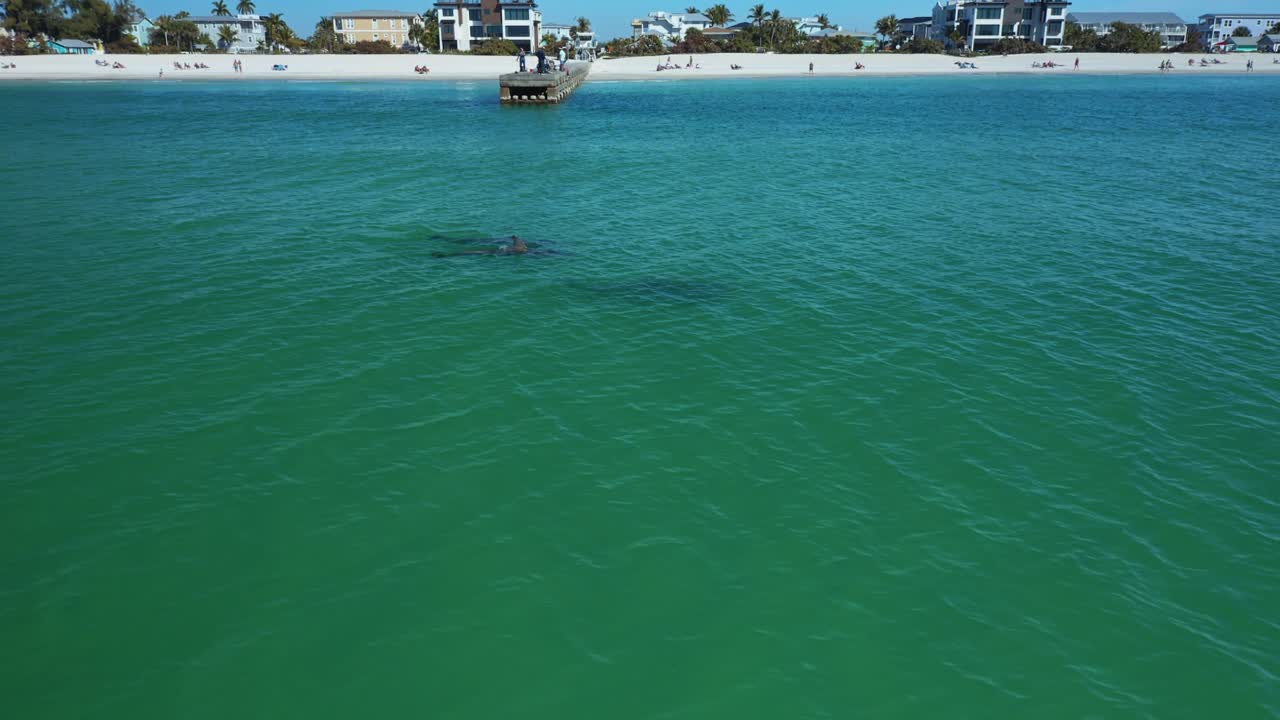 Golfinhos brincam nas águas claras e turquesa perto de um píer na Praia de Bradenton. A cena captura a vida marinha divertida contra um cenário de praias arenosas. Ideal para conteúdo de viagem
