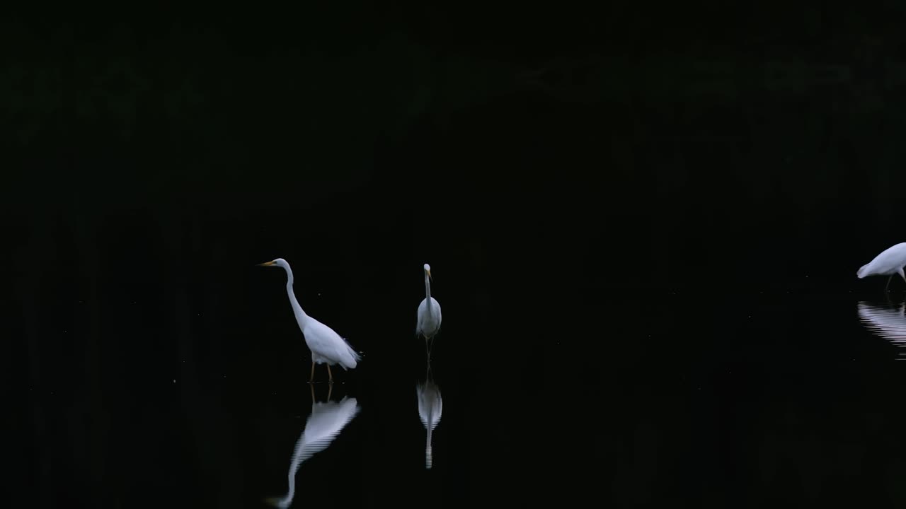Wading Birds: Two Egrets and a Heron at a Lake at Dusk
