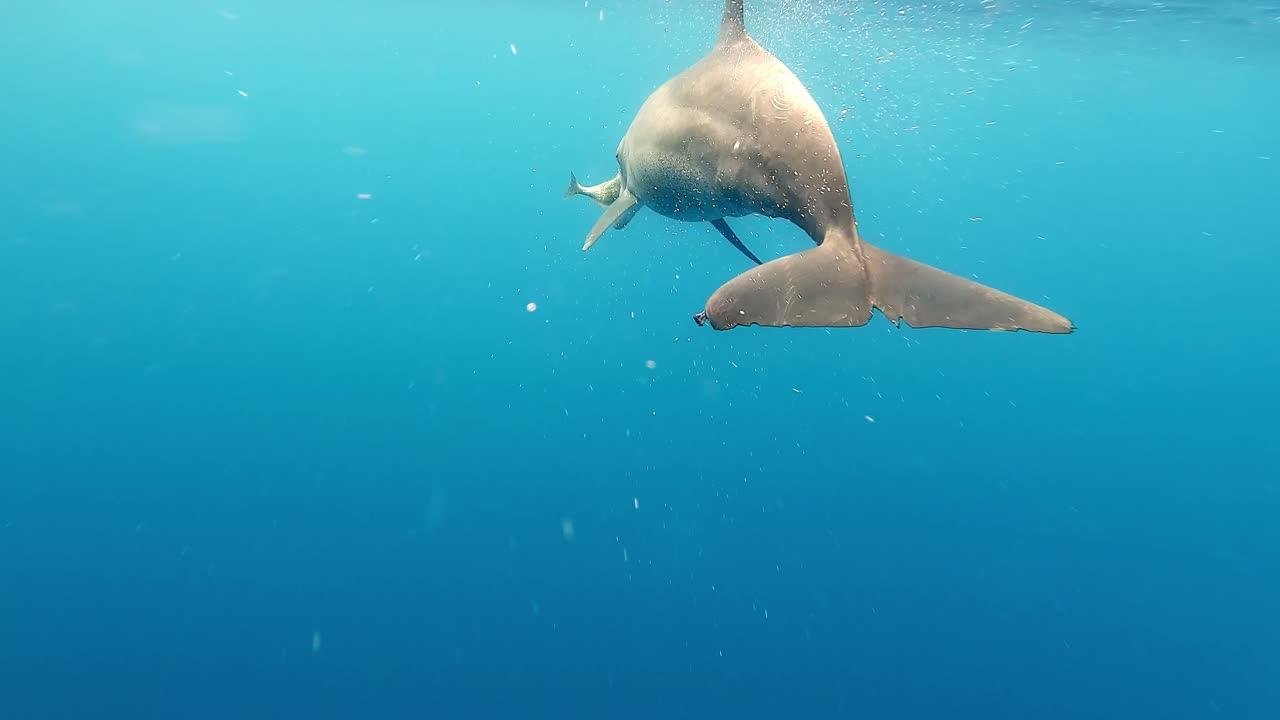 A Bottlenose Dolphin Feeding On A Fish In Beautiful Blue Ocean