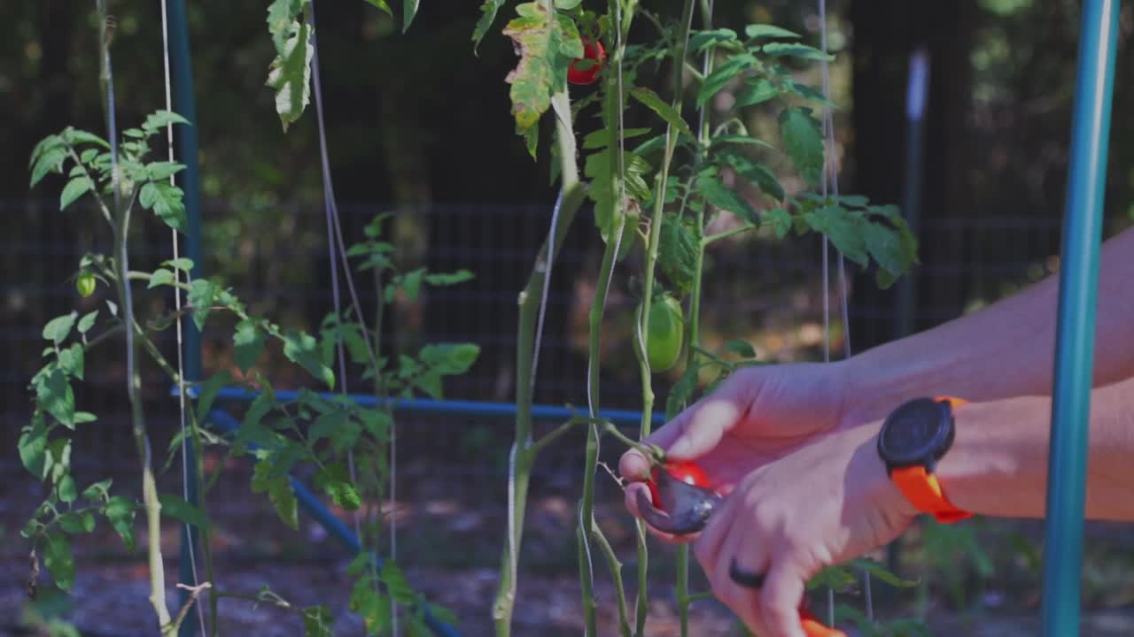 오후 중반 남성 농부 수확 토마토 식물