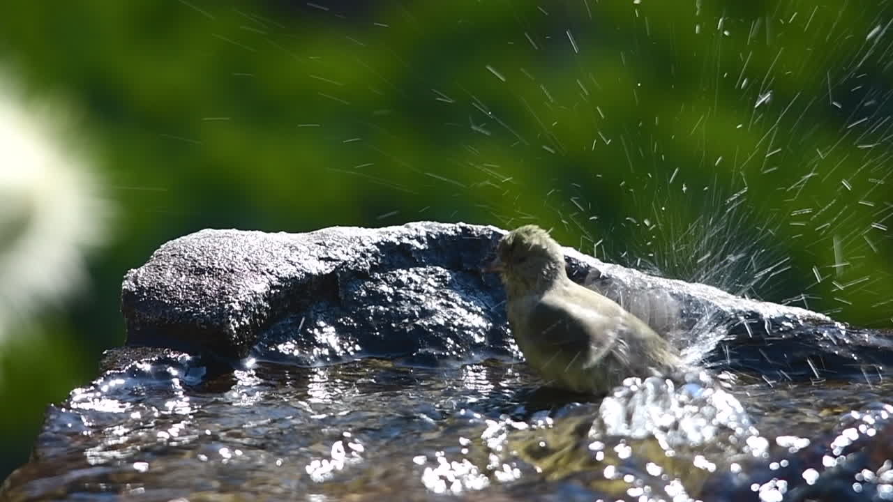 un pinzón más pequeño tomando un baño en una fuente de agua