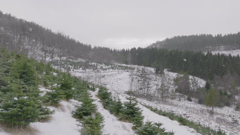 beautiful aerial winter scene of snowing above tree nursery in norway