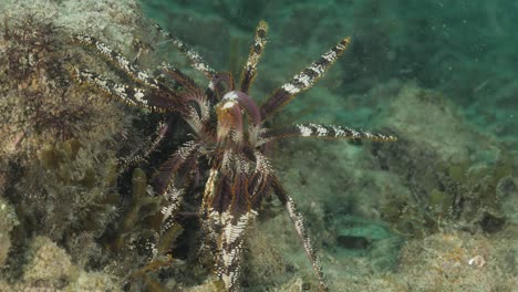 a colourful crinoid brittle star slowly uses its plant like arms to climb up on a reef structure looking like some alien creature