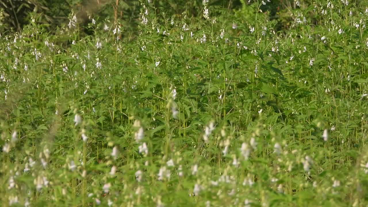 Beautiful Hummingbirds playing on Sesame seeds plant