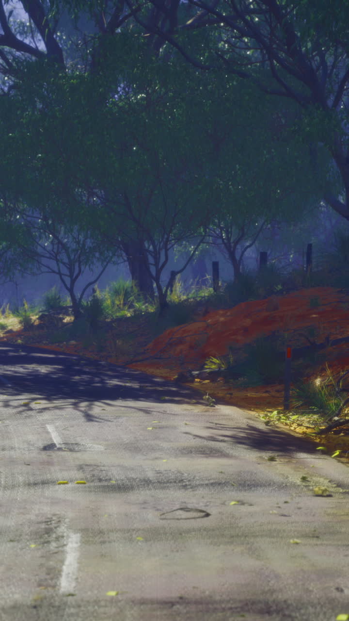 Winding road through a lush forest at dusk showcases natures tranquility