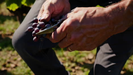 grape harvest in a french vineyard