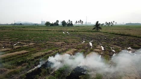 open fire and white smoke release create green house problem at malaysia.